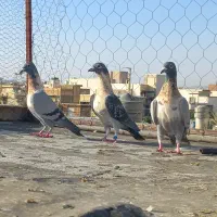 سبز پلاکی نر