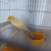 قناری نر و ماده آماده