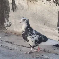 دوتا جوجه پرشی یه نر پرشی کاکل دار موش پا|پرنده|قم, زنبیل آباد|دیوار