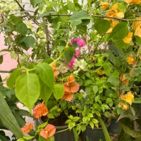 انواع گلهای آپارتمانی و زینتی