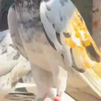 گمشده|پرنده|مسجد سلیمان, |دیوار