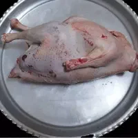 توجه توجه بوقلمون محلی فقط کیلویی280