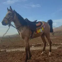 اسب|اسب و تجهیزات اسب‌سواری|لردگان, |دیوار