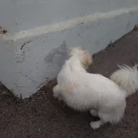 واگذاری سگ|سگ|محمودآباد, |دیوار