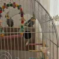 فروش عروس هلندی با کلی لوازام