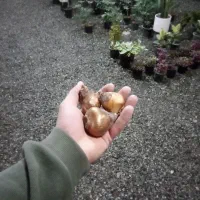 پیاز گل نرگس درجه یک|گل و گیاه طبیعی|بیرجند, |دیوار