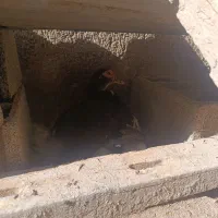 اردک اسرائیلی سالم و سرحال|پرنده|آق قلا, |دیوار