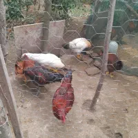 فروش خروس