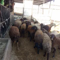 میش آبستن میش بره