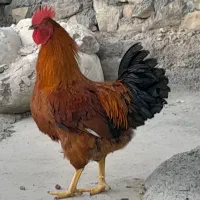 مرغ و خروس محلی