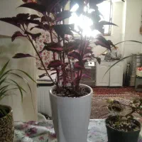 گل های آپارتمانی