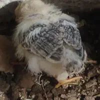 جوجه محلی 35 روزه یکی مانده