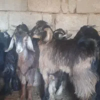 ۱۳راس بزغاله ماده چاق چاق