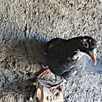 جوجه سیاهپلنگ نر|پرنده|رفسنجان, |دیوار