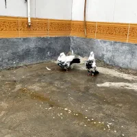 دمسیاه|پرنده|اهواز, کوی آغاجاری|دیوار