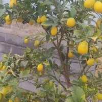 باران تازه ای از خوشمزگی