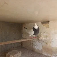 دو  عدد ماده پرشی مایه کفتر|پرنده|اصفهان, ارغوانیه|دیوار