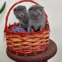 Cat tower