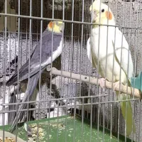 از هر نژاد موجوده چ‌ عروس هلندی چ کوتوله|پرنده|برازجان, |دیوار