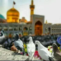 وی ای پی اتوبوس (مشهد )۲۱و۲۷مهرماه