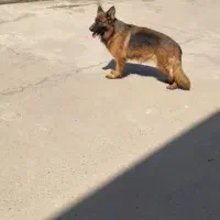 ژرمن شوداین بفروش میرسد|سگ|هشتگرد, هشتگرد قدیم|دیوار