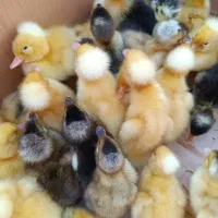 جوجه اردک ارزان شد در فروشگاه اردک فارم|حیوانات مزرعه|سنگر, |دیوار