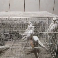 پنج جفت آلبینو بالغ|پرنده|بمپور, |دیوار