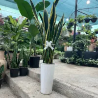 سانسوریا خاص برای روز مادر،هدیه ماندگار، قیمت ویژه|گل و گیاه طبیعی|رشت, بیجارپس|دیوار