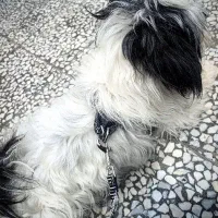 سگ پاکوتاه شیتزو شناسنامه دار