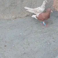 سه عدد کبوتر