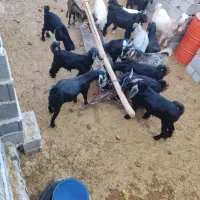 کهره نره و ماده