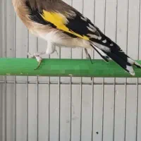 سره دهن شیرین