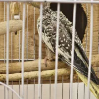 جوجه 2 ماه عروس هلندی سینه پروسالم