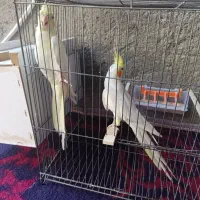 جفت عروس هلندی