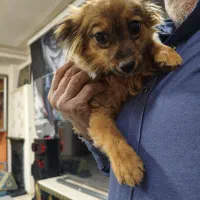 سگپامری توله|سگ|کرج, شهرک جهاننما|دیوار