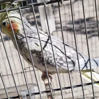 عروس هلندی|پرنده|ابهر, |دیوار