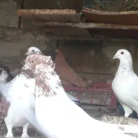کبوتر تکپر|پرنده|علی‌آباد کتول, |دیوار