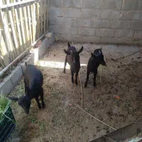 کره مورسیا(بافق)