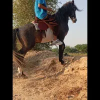 اسب|اسب و تجهیزات اسب‌سواری|شبانکاره, |دیوار