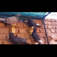 بیله کلاغ پلنگ