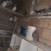 کفتر مطلق و جوجه|پرنده|کرج, اسدآباد|دیوار