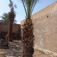 قطع نخلستان. فروشی