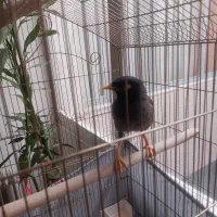 مینا سخن گو بسیار پر حرف|پرنده|تهران, حبیب الله|دیوار