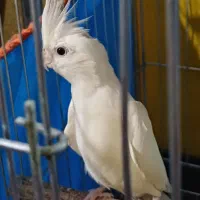 عروس هلندی آلبینو ماده|پرنده|قم, انسجام|دیوار