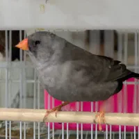 فنچ شارکول جوجه خط خونی انگلیسی