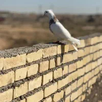 سه عدد کبوتر رنگی|پرنده|کرخه, |دیوار