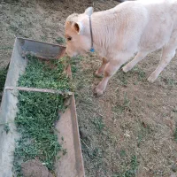 گاوگوساله|حیوانات مزرعه|بروجرد, |دیوار