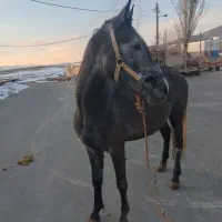 اسب|اسب و تجهیزات اسب‌سواری|سنندج, |دیوار