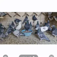 کبوتر مسافتی