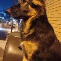سگ ژرمن شیپرد